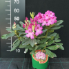 Ještěd PBR  - Rhododendron hybrid - Rhododendron hybridum 'Ještěd' PBR