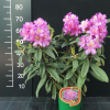 Klenová - Rhododendron hybrid - Rhododendron hybridum 'Klenová'