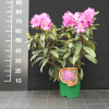 Klenová - Rhododendron Hybride - Rhododendron hybridum 'Klenová'