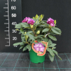 Kokořín - różanecznik wielkokwiatowy - Rhododendron hybridum 'Kokořín'