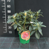 Krakovec - Rhododendron Hybride - Rhododendron hybrid 'Krakovec'