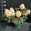 Orlik - różanecznik wielkokwiatowy - Rhododendron hybridum 'Orlik'