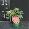 Říp PBR - różanecznik wielkokwiatowy - Rhododendron hybridum - 'Říp' PBR