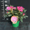 Sovinec - różanecznik wielkokwiatowy - Rhododendron hybridum 'Sovinec'