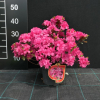 Melina - Japanese Azalea - Melina - Rhododendron