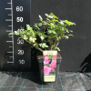 Criterion - Grandiflora Rose - Rose Criterion