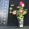 Desse - róża wielkokwiatowa - Rose - Dessa