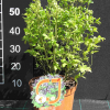 Alvar PBR - Halfhigh Blueberry - Alvar PBR - Vaccinium angustifolium x Vaccinium corymbosum