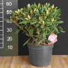 Kalinka - Rhododendron yakushimanum - Kalinka - Rhododendron yakushimanum