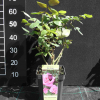 Bel Ange - Grandiflora Rose - Rosa Bel Ange