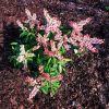 Pieris japonica 'Boltman's Pink'-  pieris japoński - Pieris japonica 'Boltman's Pink'