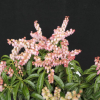Pieris japonica 'Boltman's Pink'-  pieris japoński - Pieris japonica 'Boltman's Pink'