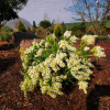 Pieris japonica 'Debutante' - Japanische Lavendelheide - Pieris japonica 'Debutante'