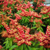 Pieris japonica 'Valley Valentine' - Japanese Pieris - Pieris japonica 'Valley Valentine'