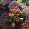 Pieris japonica 'Valley Valentine' - Japanese Pieris - Pieris japonica 'Valley Valentine'