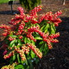 Pieris japonica 'Valley Valentine' - Japanese Pieris - Pieris japonica 'Valley Valentine'