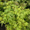 Acer palmatum  'Bi-hoo' - Клён дланеви́дный - Acer palmatum  'Bi-hoo'