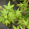 Acer palmatum  'Bi-hoo' - Клён дланеви́дный - Acer palmatum  'Bi-hoo'