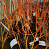 Acer palmatum  'Bi-hoo' - Клён дланеви́дный - Acer palmatum  'Bi-hoo'