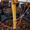 Acer palmatum  'Bi-hoo' - Клён дланеви́дный - Acer palmatum  'Bi-hoo'