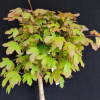 Acer campestre  'Ruby Lace'- klon polny - Acer campestre  'Ruby Lace'