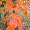 Acer davidii ssp. grosseri - Клен Давида - Acer davidii ssp. grosseri