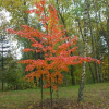 Acer davidii ssp. grosseri - Клен Давида - Acer davidii ssp. grosseri
