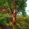 Acer griseum-Клён серый - Acer griseum