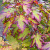 Acer japonicum Vitifolium - Клен японский - Acer japonicum