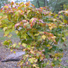 Acer japonicum Vitifolium - Клен японский - Acer japonicum