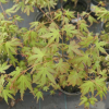 Acer palmatum - klon palmowy - Acer palmatum