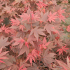 Acer palmatum 'Atropurpureum' - Fächer-Ahorn - Acer palmatum 'Atropurpureum'