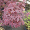 Acer palmatum 'Atropurpureum' - klon palmowy - Acer palmatum 'Atropurpureum'