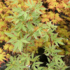 Acer palmatum 'Butterfly' - Japanese maple - Acer palmatum 'Butterfly'