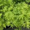 Acer palmatum 'Going Green' - Japanese Maple - Acer palmatum 'Going Green'