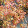 Acer palmatum 'Inaba-shidare'- klon palmowy - Acer palmatum 'Inaba-shidare'