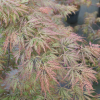 Acer palmatum 'Inaba-shidare'- klon palmowy - Acer palmatum 'Inaba-shidare'