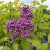 Syringa vulgaris 'Kardynal' - Lilak pospolity - Syringa vulgaris 'Kardynał'
