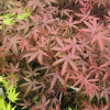 Acer palmatum 'Starfish' - Клён дланеви́дный - Acer palmatum 'Starfish'
