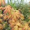 Acer palmatum 'Orange Dream' - klon palmowy - Acer palmatum 'Orange Dream'