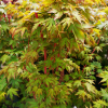 Acer palmatum 'Sangokaku' -Japanese maple - Acer palmatum 'Sangokaku'