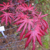 Acer palmatum 'Trompenburg' - Japanese maple - Acer palmatum 'Trompenburg'
