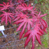 Acer palmatum 'Trompenburg'  - klon palmowy - Acer palmatum 'Trompenburg'