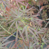 Acer palmatum 'Villa Taranto' - Клён дланеви́дный - Acer palmatum 'Villa Taranto'