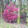 Acer palmatum - klon palmowy - Acer palmatum