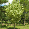 Acer platanoides 'Drumondii' - Spitz-Ahorn - Acer platanoides 'Drumondii'