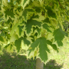 Acer platanoides 'Drumondii' - Norway maple - Acer platanoides 'Drumondii'