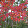 Acer rubrum 'Brandywine' - Клён кра́сный - Acer rubrum 'Brandywine'