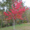 Acer rubrum 'Brandywine' - Клён кра́сный - Acer rubrum 'Brandywine'