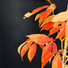 Aesculus xneglecta  'Autumn Fire' - kasztanowiec plamisty - Aesculusx xneglecta 'Autumn Fire'  ; Aesculus glaucescens